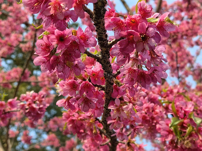櫻花盛開(kāi)_副本.jpg